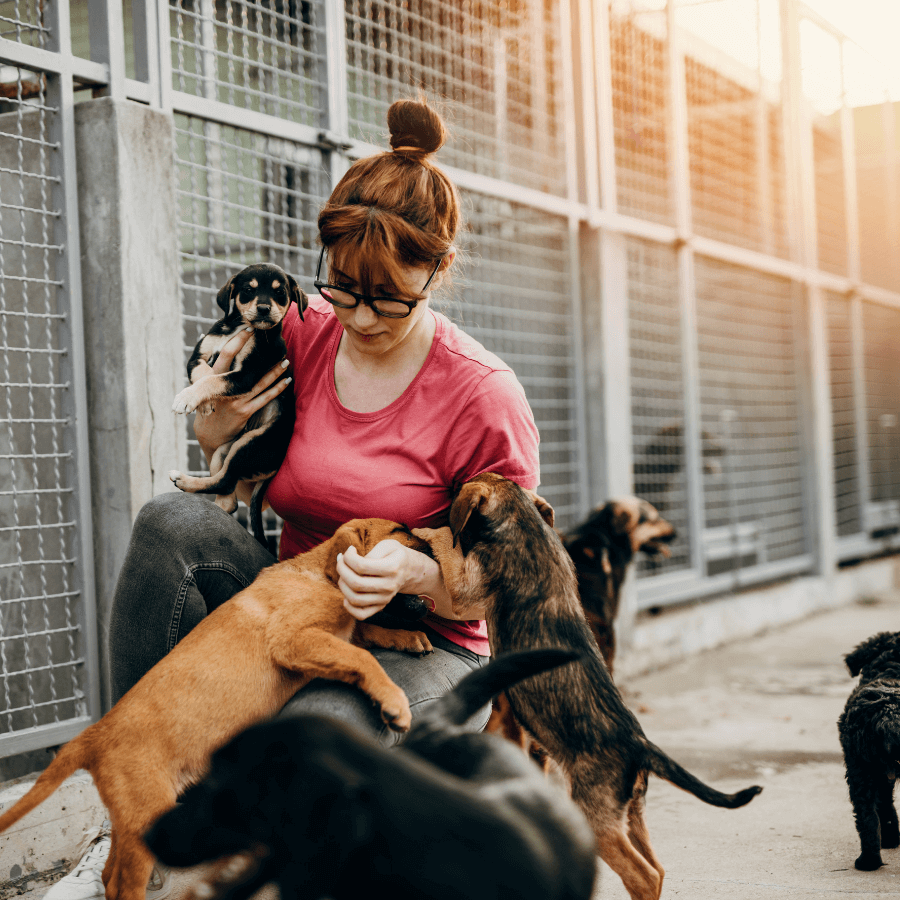 Mancelona, MI 49659 Veterinary Services MVH