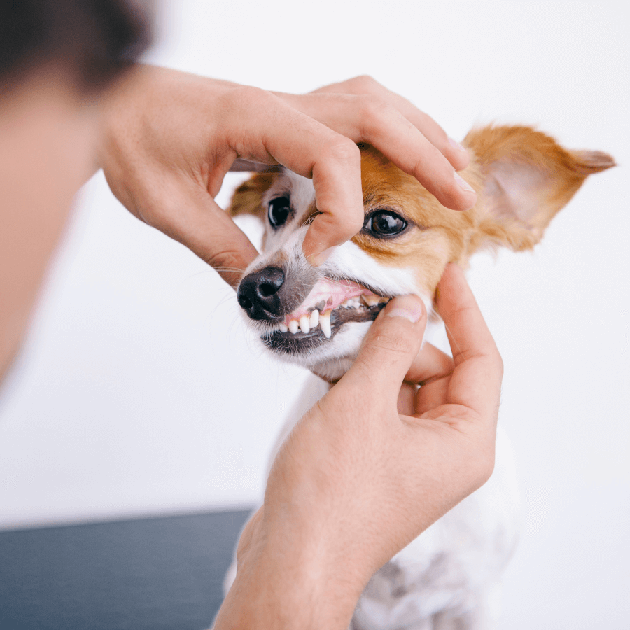 Canine Dental Care Guide | Mancelona Veterinary Hospital