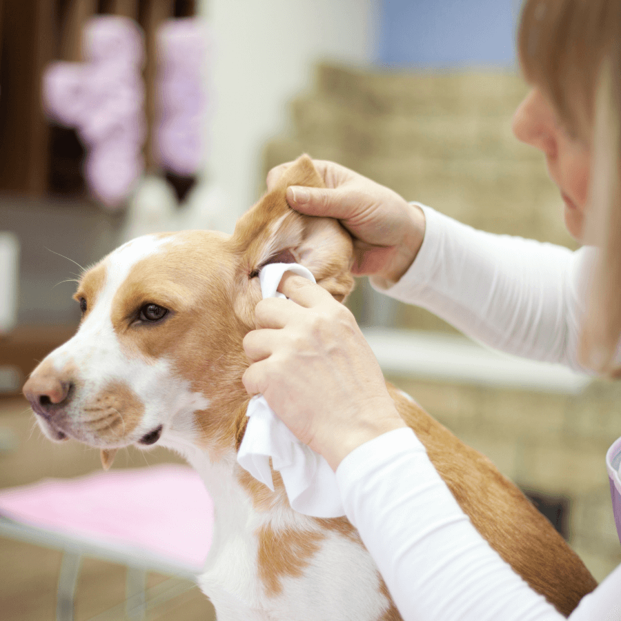 what causes a hematoma in dogs ear